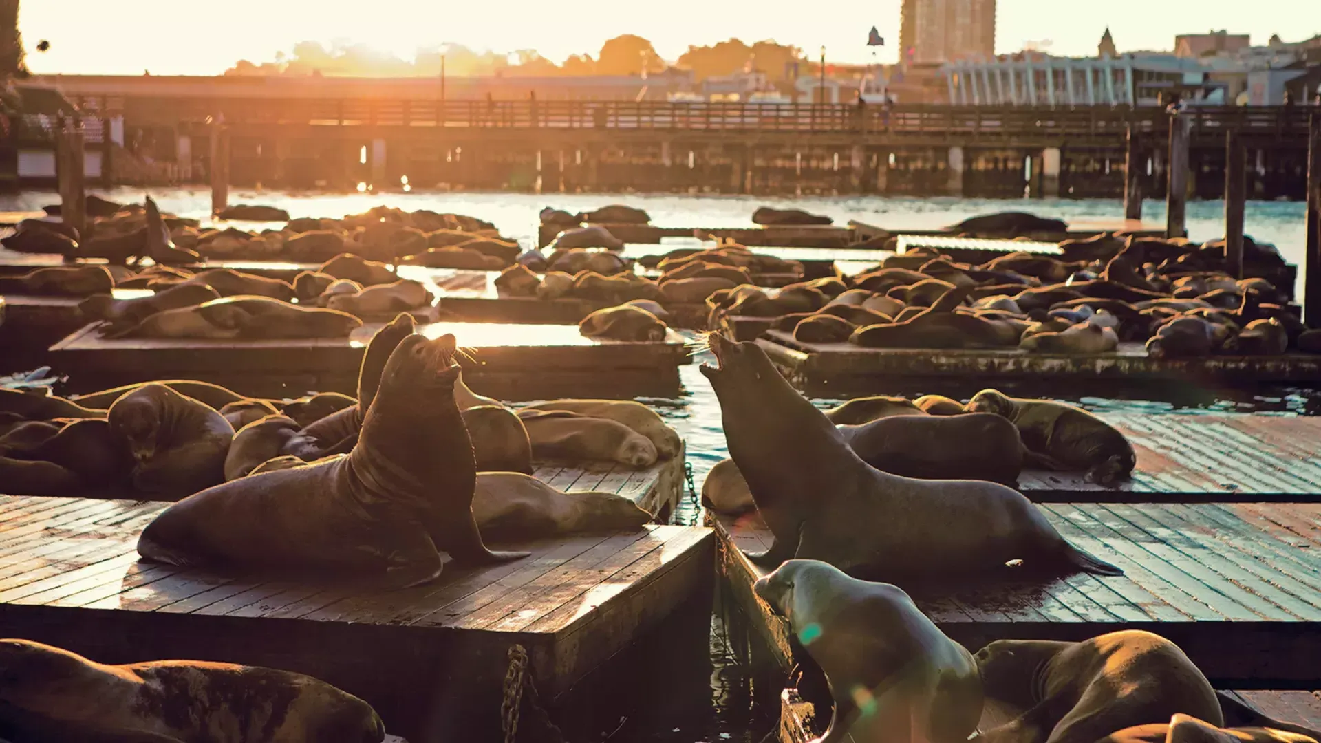 Seelöwen ruhen sich bei Sonnenuntergang am K Dock des PIER 39 aus