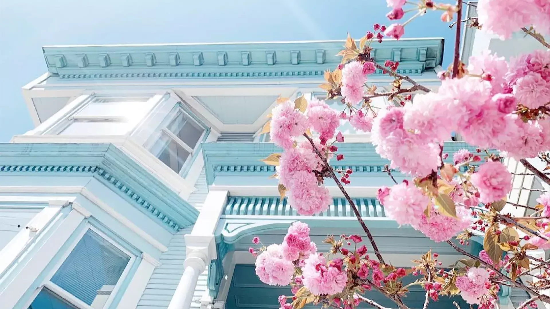 Cherry Blossoms in front of a victorian