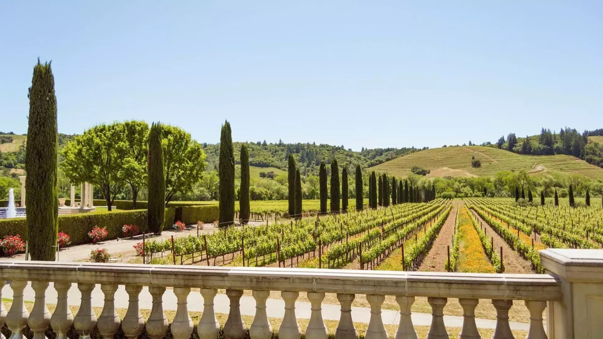 Image of wine grapes in neatly lined up within a winery on sunny day