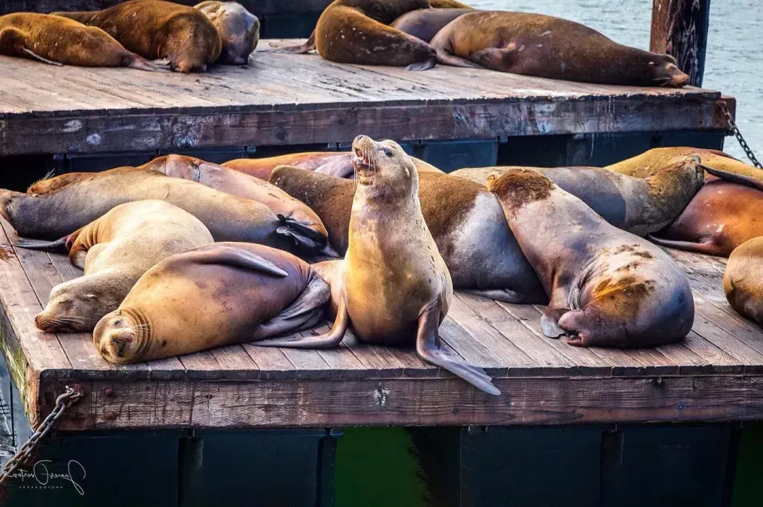 Lobos marinos descansan en el Muelle K del PIER 39